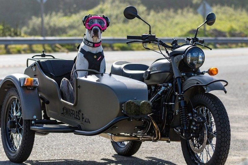 Дог со своим хозяином колесит по Калифорнии в коляске мотоцикла "Урал"