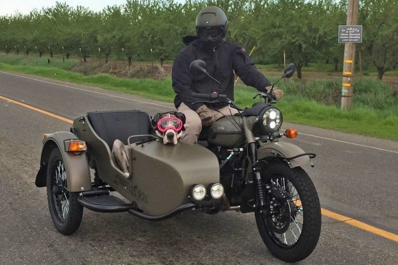 Дог со своим хозяином колесит по Калифорнии в коляске мотоцикла "Урал"