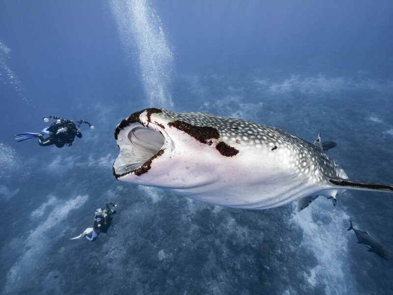 Фотографу удалось сделать снимок, на котором акула почти глотает дайвера