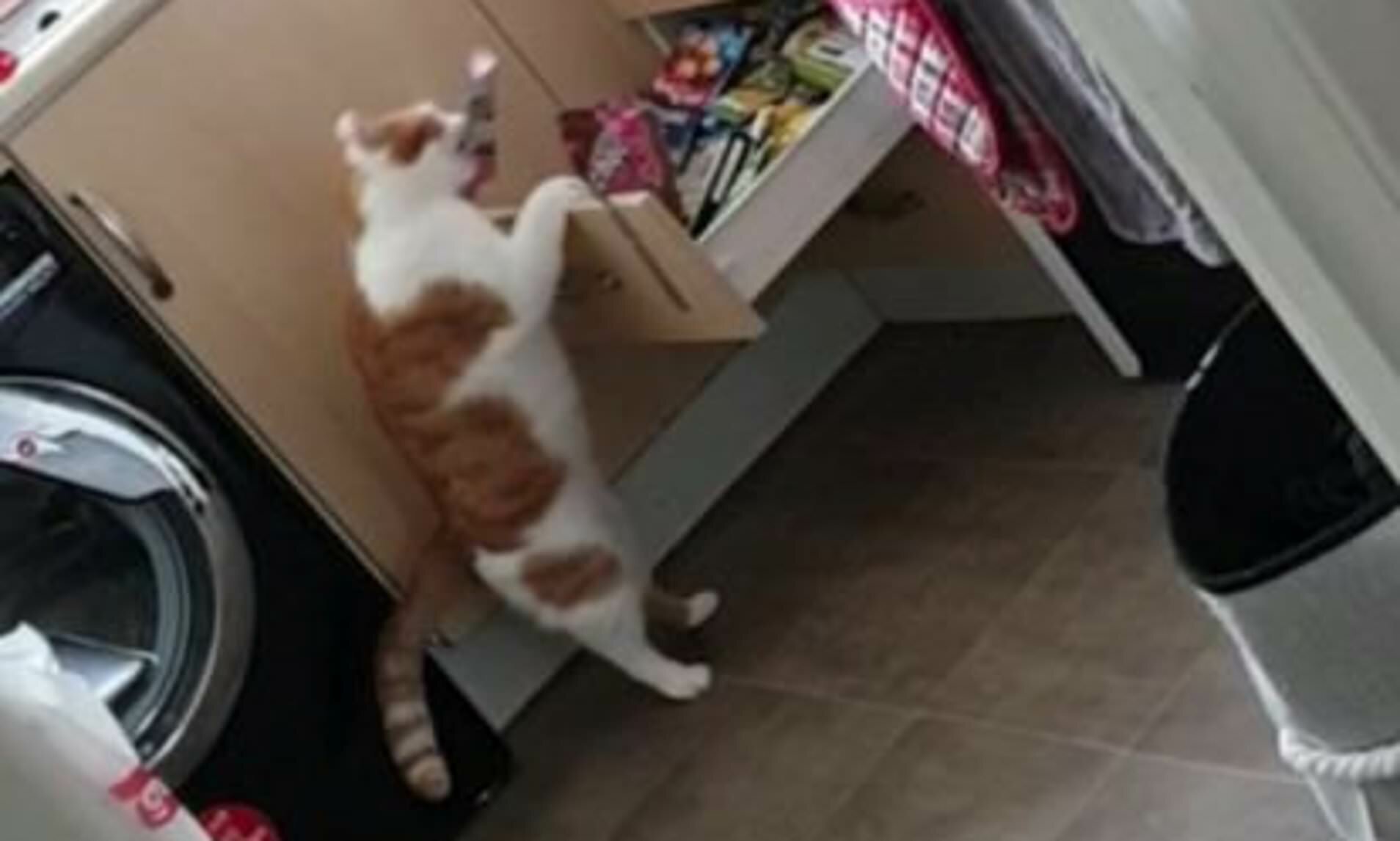 Кот открыл кран. Кот на кухне. Кот открывает ящик. Кот в ящике. Кот открывает холодильник.