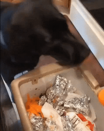 Любитель морковки