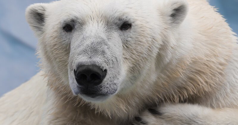 Белый медведь на самом деле чёрный? Исследование и объяснение феномена
