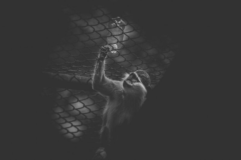 Зоопарк в Дакке - тюрьма для животных