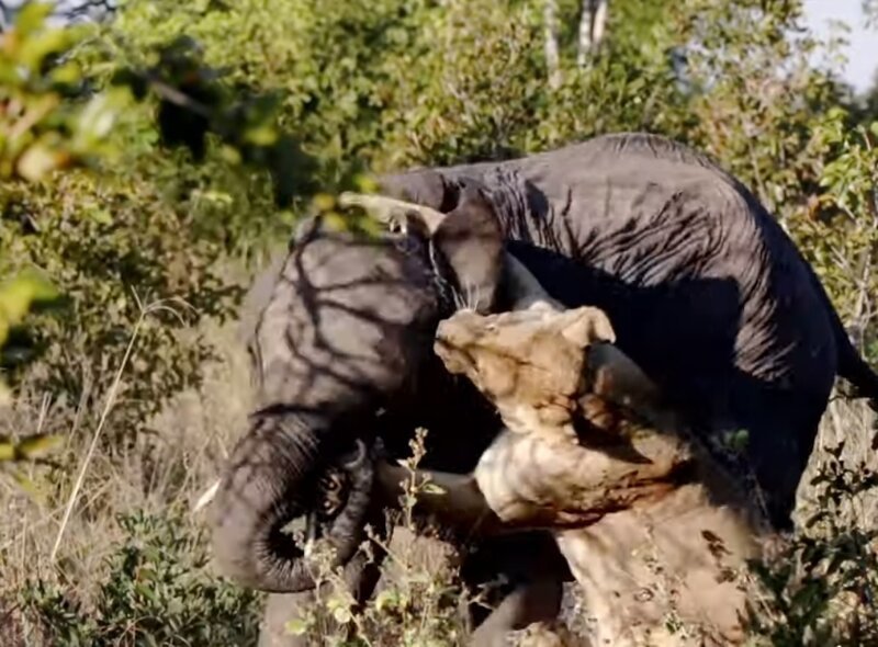 Слоненок смог отбиться от голодной львицы
