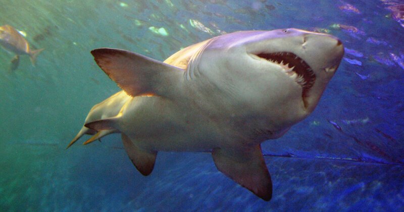 Почему в Средиземном море нет акул?