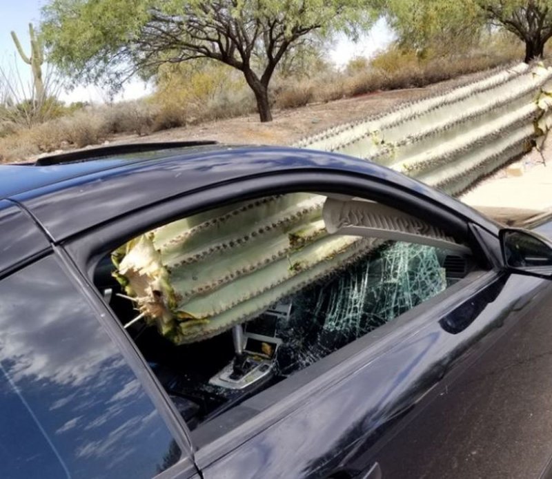 В Аризоне кактус размером с дерево пробил лобовое стекло автомобиля