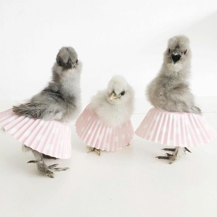 Куриное озеро: цыплята и куры в балетных пачках
