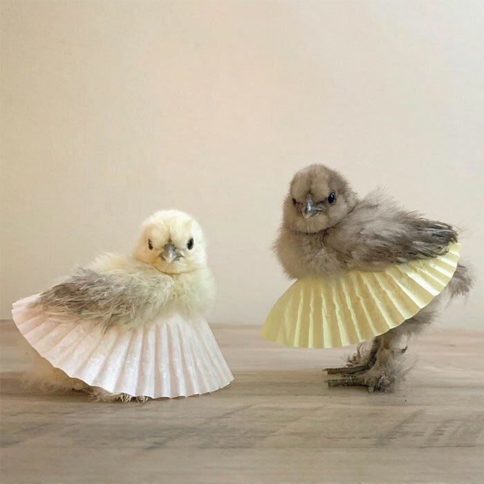 Куриное озеро: цыплята и куры в балетных пачках