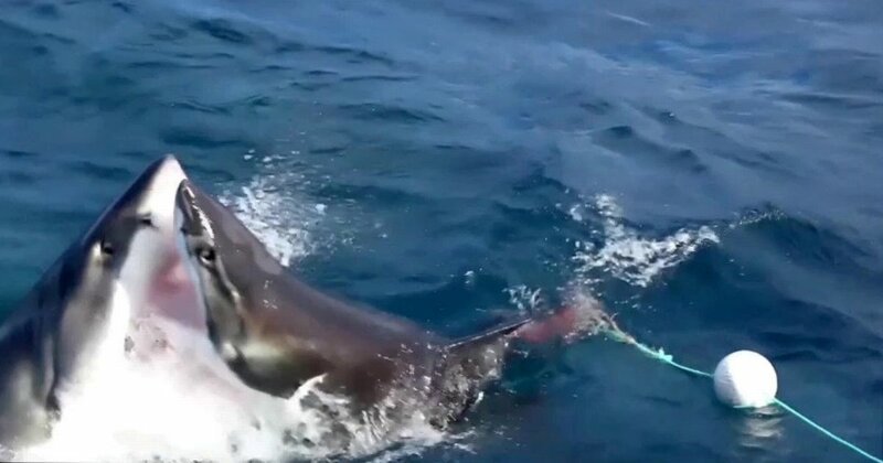 Неподалеку от берегов Австралии рыбаки сняли ужасающую схватку белых акул