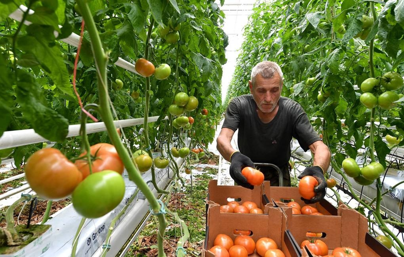 В Чечне открыли тепличный комплекс площадью 10 га для выращивания огурцов и томатов