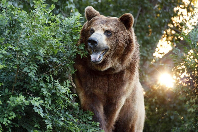 Правда ли медведи любят мед?