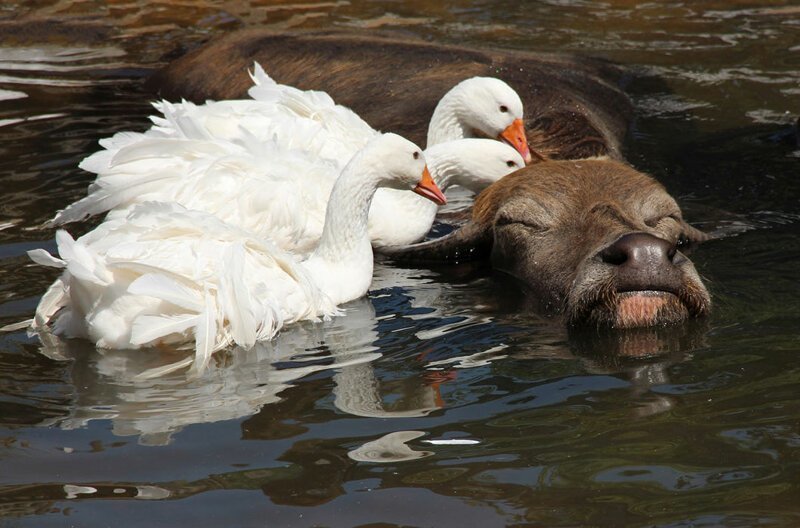 Как купаются животные