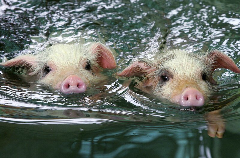Как купаются животные