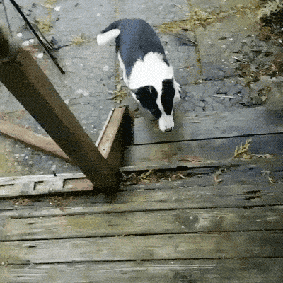 Собачьи гифки