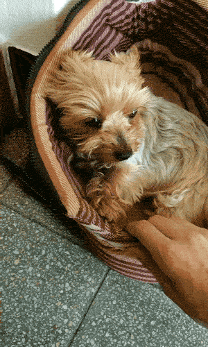 Собачьи гифки