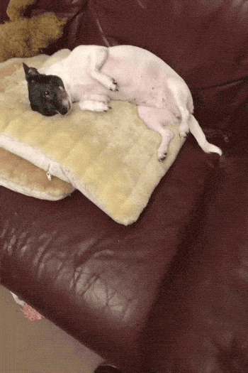 Собачьи гифки