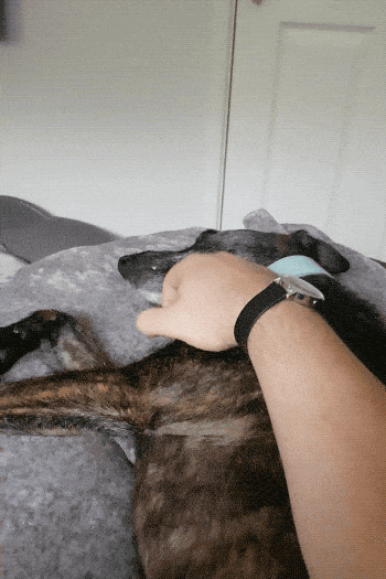 Собачьи гифки