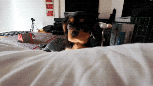 Собачьи гифки