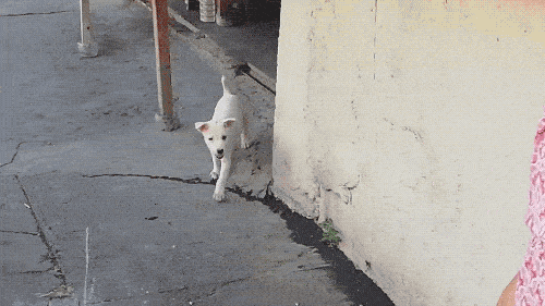 Собачьи гифки