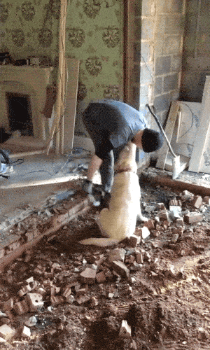 Собачьи гифки