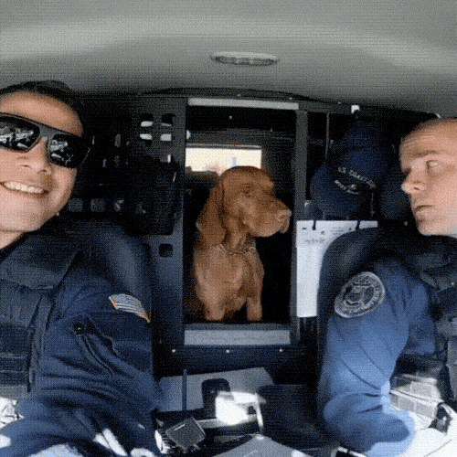 Собачьи гифки