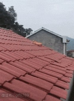 На крыше дома твоего... Подсмотрено