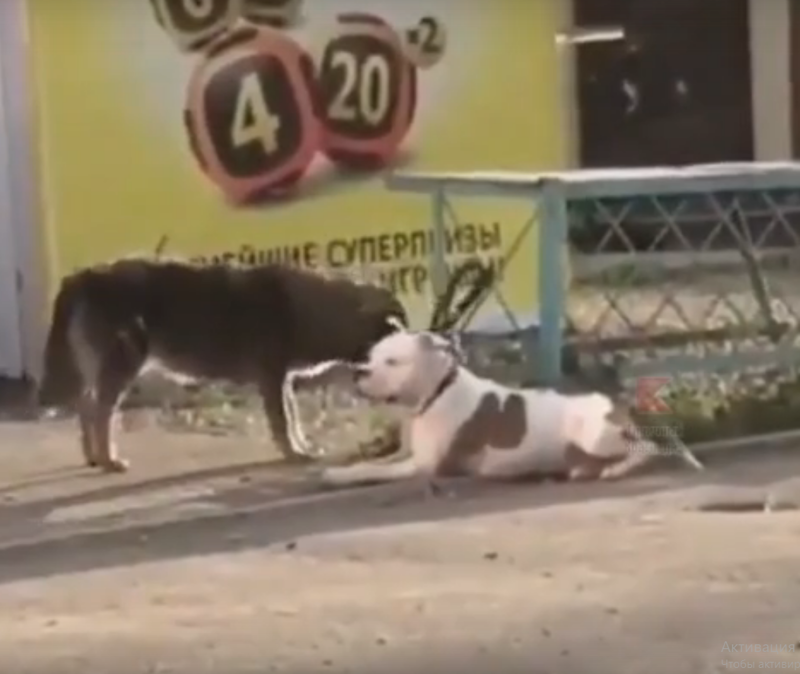 "Свободу собакам!": бездомный пес пожалел бульдога и отвязал его от столба