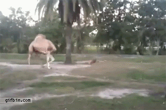 Гифки разные