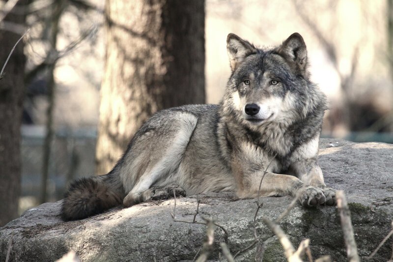 Почему волков считают санитарами леса?