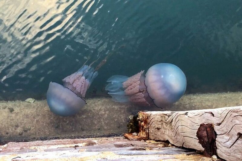 Медуза корнерот или бочковая медуза - крупнейший вид медуз, найденный в британских водах. Диаметр их купола может превышать 90 см, а вес - 35 килограммов