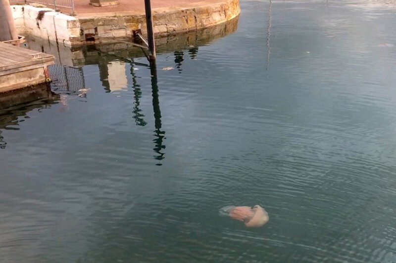 У британских берегов заметили медузу размером с человека