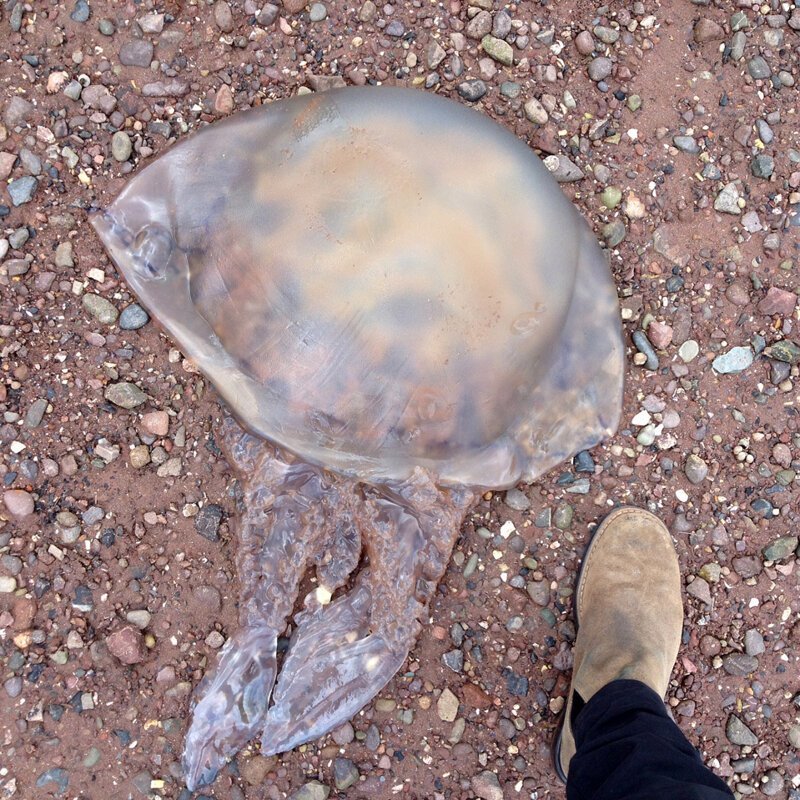 У британских берегов заметили медузу размером с человека