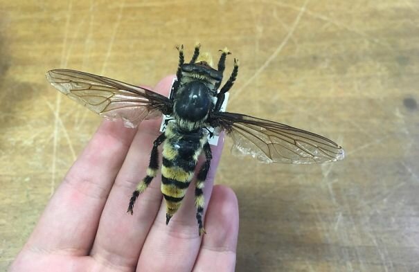 56. Гигантская пчела из Западной Австралии
