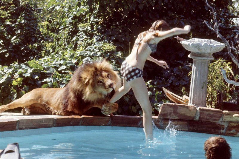 Мелани Гриффит, едва избежавшая укуса своего любимого льва, 1971