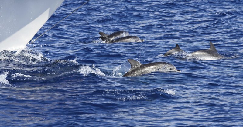 Почему дельфины следуют за кораблем?