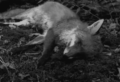 Гифки всякие