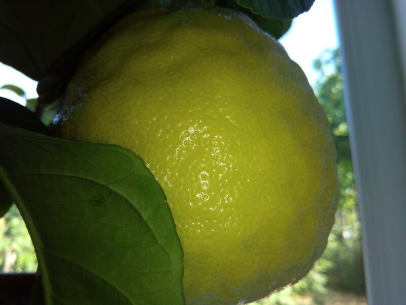 Гигантский лимон размером 30 сантиметров