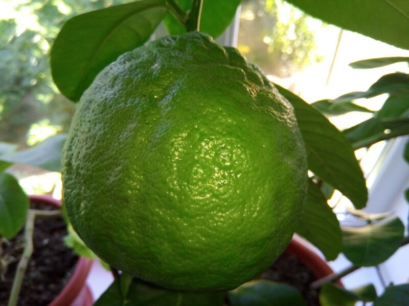 Гигантский лимон размером 30 сантиметров