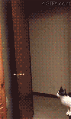 Кошачьи гифки