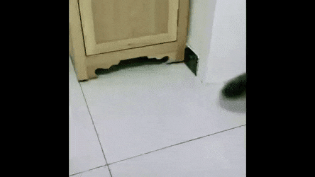 Кошачьи гифки