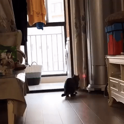 Кошачьи гифки