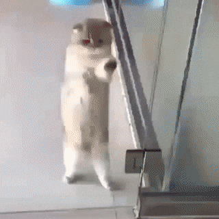 Кошачьи гифки