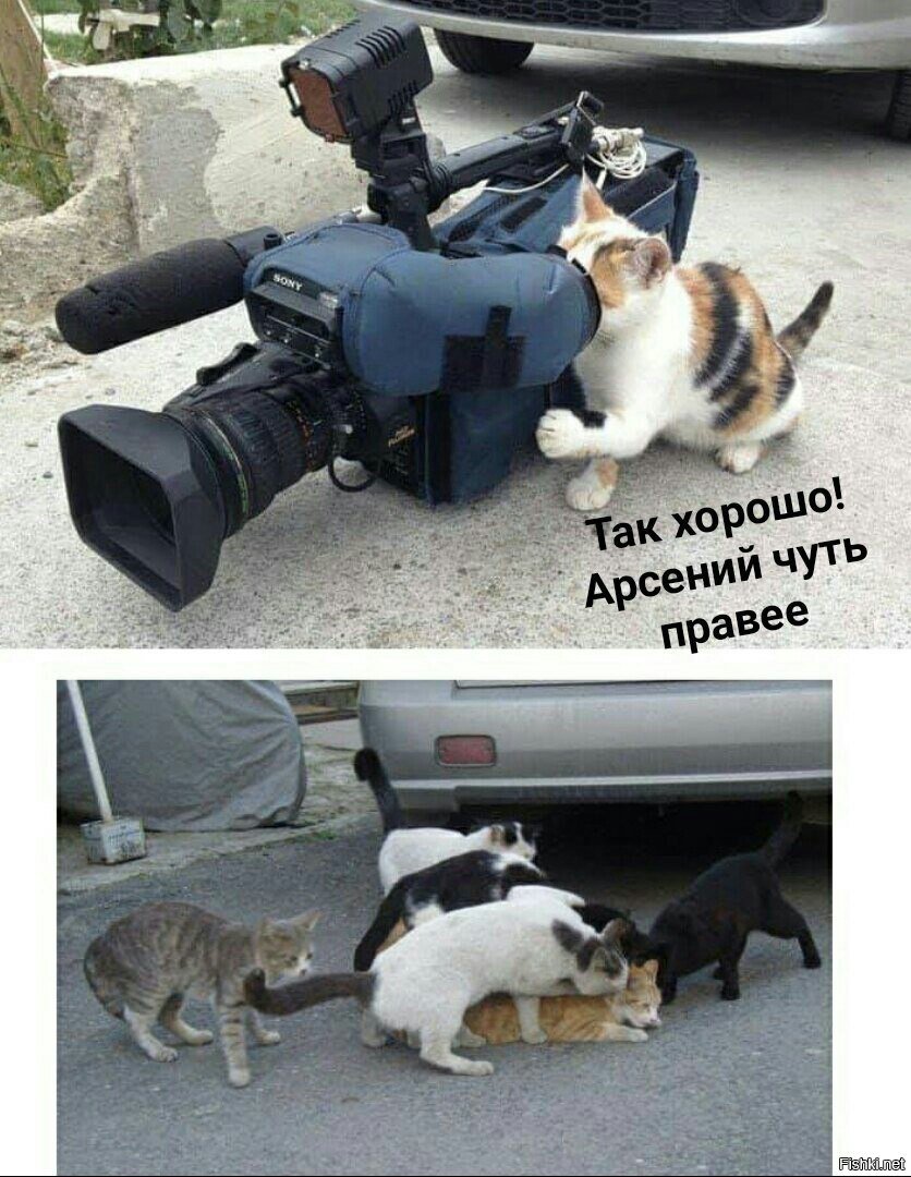 Коты в камере