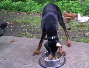 Собачьи гифки