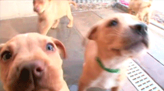 Собачьи гифки