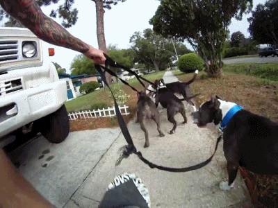 Собачьи гифки