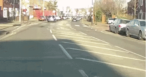 Собачьи гифки