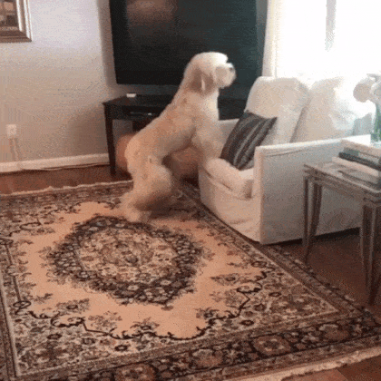 Собачьи гифки