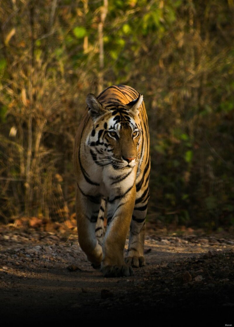 44. Тигр в утреннем свете. Индия