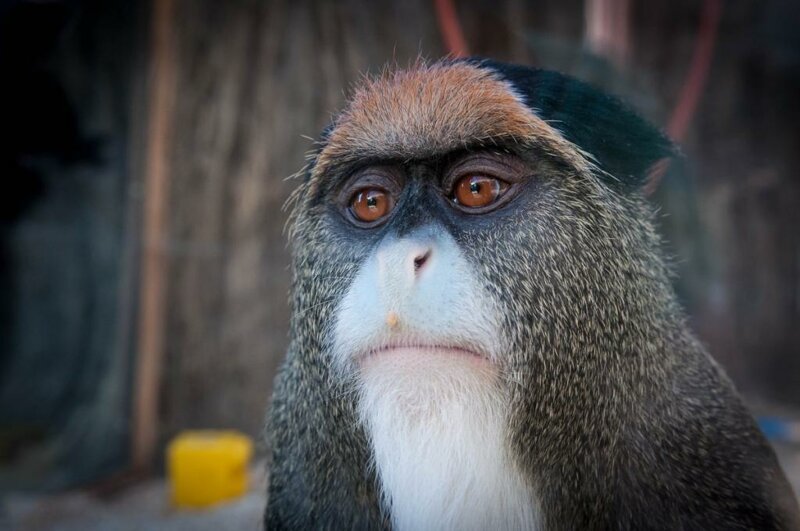 Болотная обезьяна и капуцин: друзья за 10 000 $